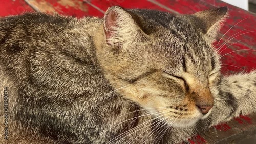 tabby cat is peacefully resting with its eyes closed, sleeping on a rustic, red-painted wooden surface. Close up