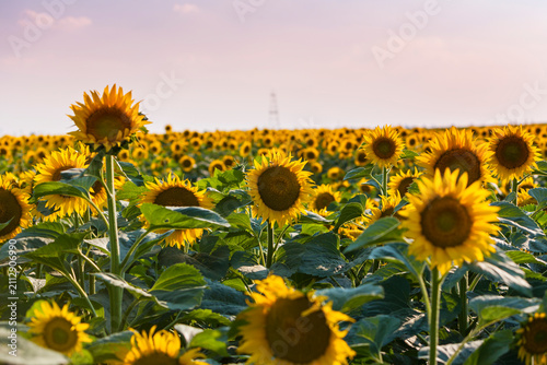 Beautiful sunflower field under warm sunset light in a rural agricultural area in Eastern Europe