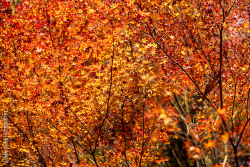 Фотография Autumn leaves of red color maple tree, fall season change