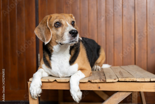 Fotografie small cute beagle puppy dog looking up