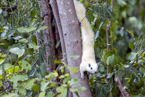 white variable squirrel subspecies finlaysonii. Koh Sichang  thailand