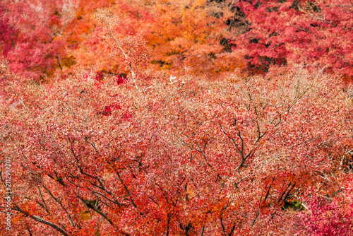 Autumn leaves of red color maple tree, fall season change