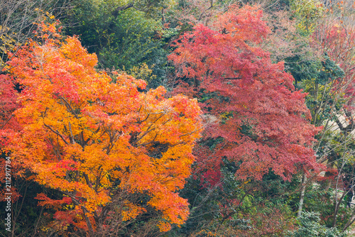 Autumn leaves of red color maple tree, fall season change