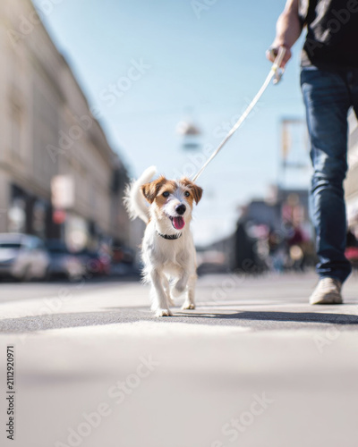 Happy dog walking outside with owner on sunny day, enjoying city street