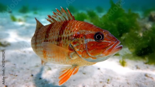 Red fish swimming surface on the seabed, red stripes of the underwater world
