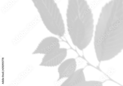Natural light casts shadows from the laurel branches on a white background. Mockup