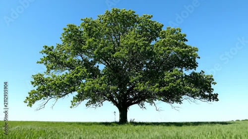 Lush trees in the fields, lonely trees under the blue sky and white clouds