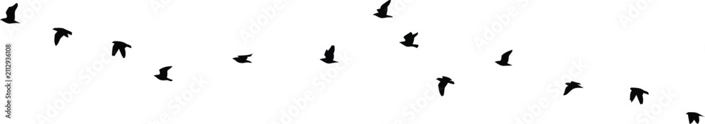 Fototapeta premium Flock of black silhouette birds flying in formation across 