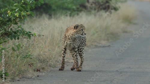 A young cheetah with no tail stands in the middle of a tar road before gracefully lying down while remaining alert and scanning its surroundings. Filmed in Kruger National Park, South Africa
