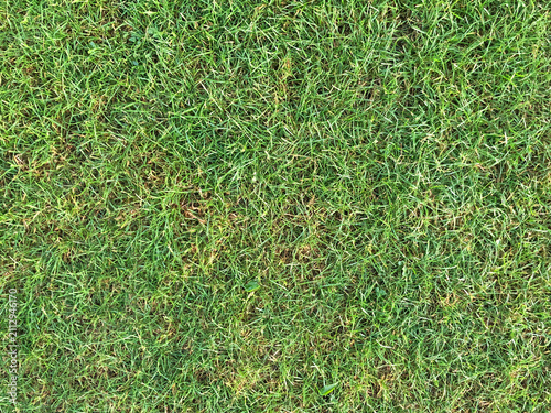 Canvas Print lush green grass texture background, showcasing a freshly cut natural lawn surfa