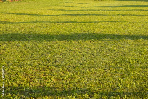 Lush Green Lawn Bathed in Golden Hour Sunlight Casting Long Shadows Creating a Serene Natural Backdrop for Outdoor Themes and Growth Concepts