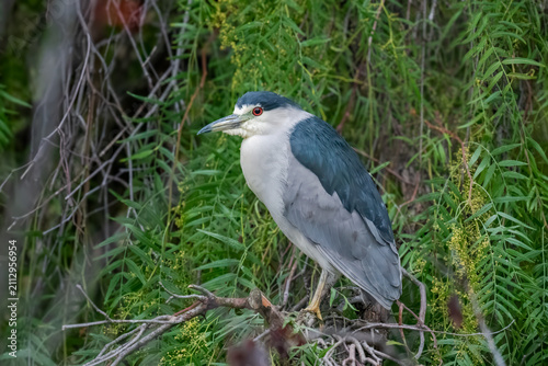 Obraz na plátne Black-crowned night heron perched among lush green foliage