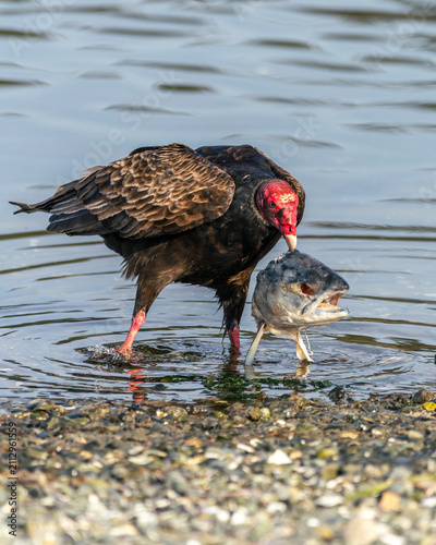 Obraz na plátně Turkey Vulture at the shores of Esquimalt lagoon in Vancouver Island with a dead