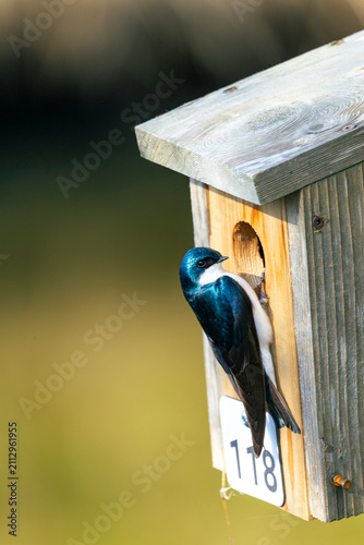 Foto Tree swallow on a nest box in British Columbia, Canada