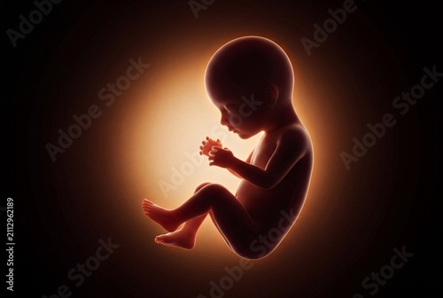 3d illustration of a human fetus in the womb