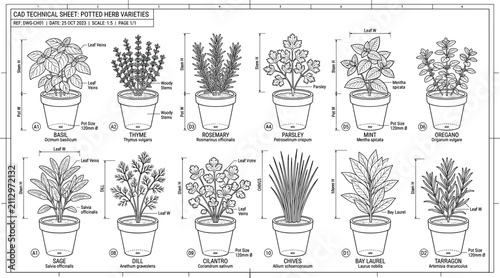 Bild auf Leinwand CAD technical sheet illustrating various potted culinary herb varieties with dimensions and botanical labels