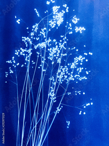 Flowering grass composition made in cyanotype technique