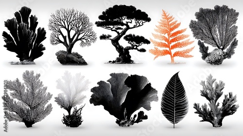 Variety of Black and White Silhouettes of Corals and Trees photo b7fe