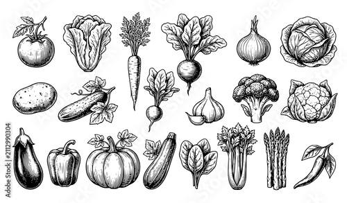 Botanical Vegetable Illustration Collection Vector EPS10