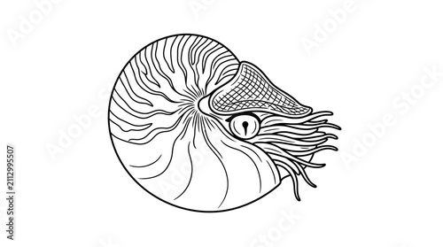 Принти на полотні Nautilus shell line drawing illustration on white background