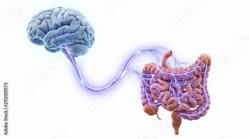Human brain connected to digestive system for gut brain axis