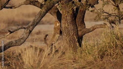  A tree-climbing cheetah cub
