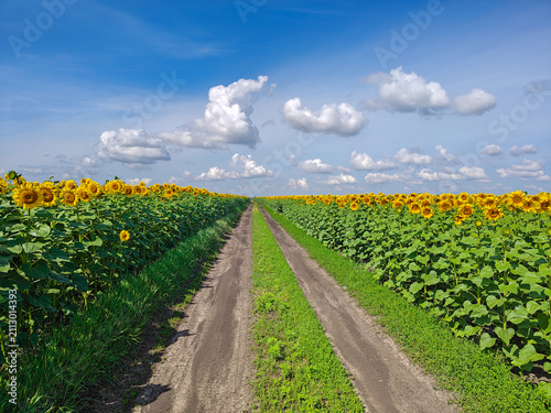 Dirt Road Through Blooming Sunflower Fields under a Dramatic Summer Sky in Rural