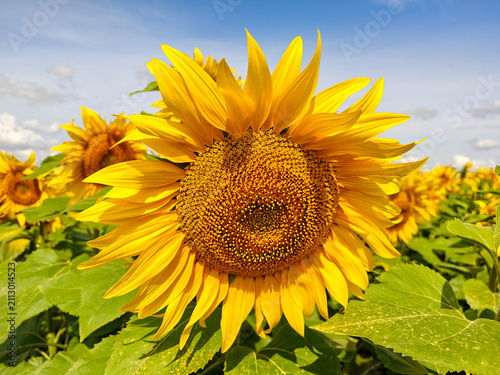 Golden Sunflower in Full Bloom on a Bright Summer Day in a Sunflower Field