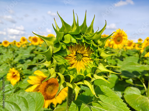 Close-Up of a Young Sunflower Blooming in a Summer Field under a Blue Sky