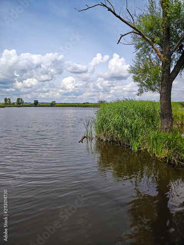 Peaceful Lakeshore with Green Reeds and Tree Reflections under Dramatic Summer Clouds in Rural