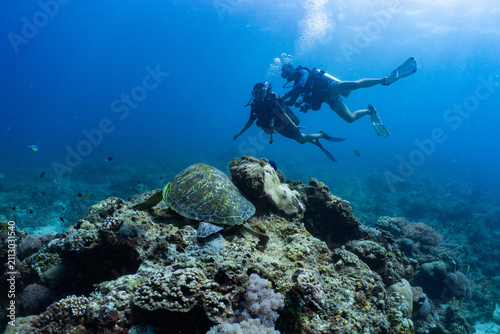 Cuadro en lienzo Scuba diver observing a green sea turtle on a coral reef in Anda, Bohol