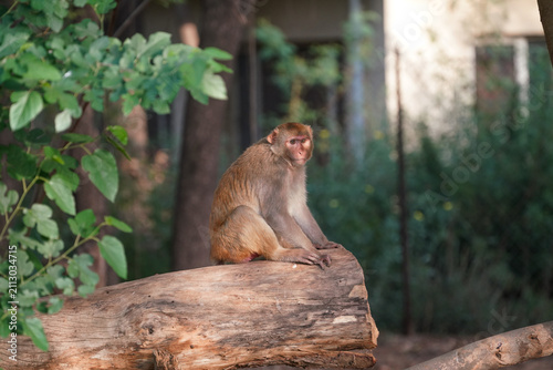 Photography Wild monkey sitting on a branch