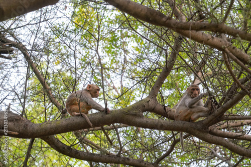 Photography Baby monkeys climbing a tree and eating leaves