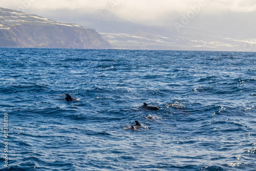 Group of the short-finned pilot whales (Globicephala macrorhynchus) in the Atlantic ocean near La Palma island, Canary, Spain