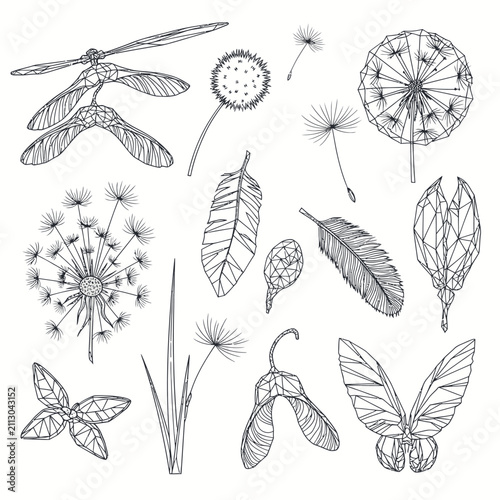 Fotografía Hand Drawn Botanical Illustration of Dandelions and Leaves.