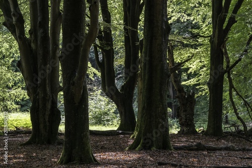 Old European beech trees (Fagus sylvatica), Emsland, Lower Saxony, Germany