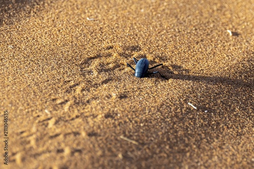 Fog drinking beetle (Onymacris unguicularis), Toktokkie beetle burying itself in the sand, Namib Desert, Namib Naukluft Park, Namibia