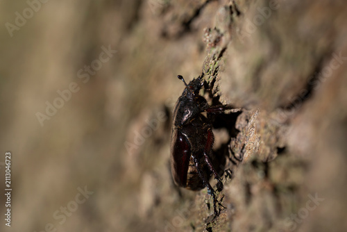 female  hermit beetle or Russian leather beetle (Osmoderma eremita) is a xylobiontic beetle living in tree hollows and is threatened by modern intensive forestry