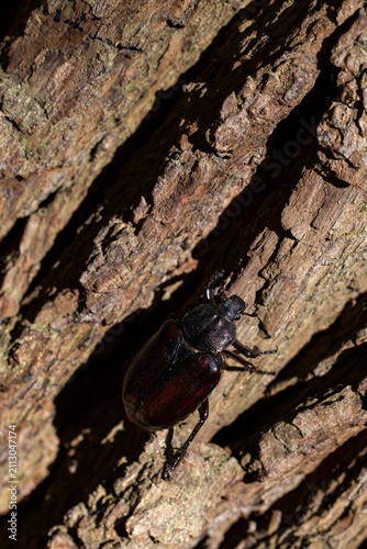 female  hermit beetle or Russian leather beetle (Osmoderma eremita) is a xylobiontic beetle living in tree hollows and is threatened by modern intensive forestry