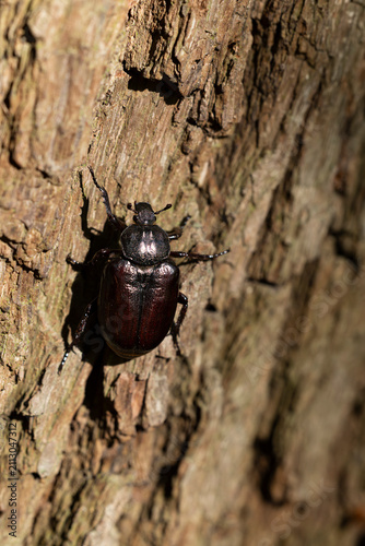 female  hermit beetle or Russian leather beetle (Osmoderma eremita) is a xylobiontic beetle living in tree hollows and is threatened by modern intensive forestry