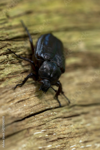 female  hermit beetle or Russian leather beetle (Osmoderma eremita) is a xylobiontic beetle living in tree hollows and is threatened by modern intensive forestry
