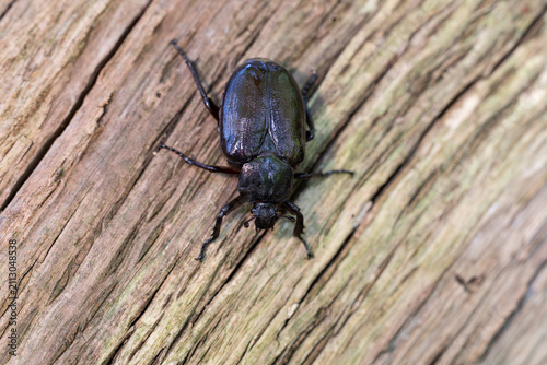 female  hermit beetle or Russian leather beetle (Osmoderma eremita) is a xylobiontic beetle living in tree hollows and is threatened by modern intensive forestry