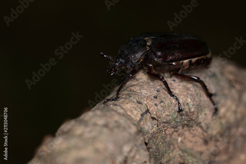 female  hermit beetle or Russian leather beetle (Osmoderma eremita) is a xylobiontic beetle living in tree hollows and is threatened by modern intensive forestry