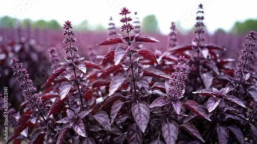 Purple plant and flower close up material, fuchsia vanilla flower field close up
