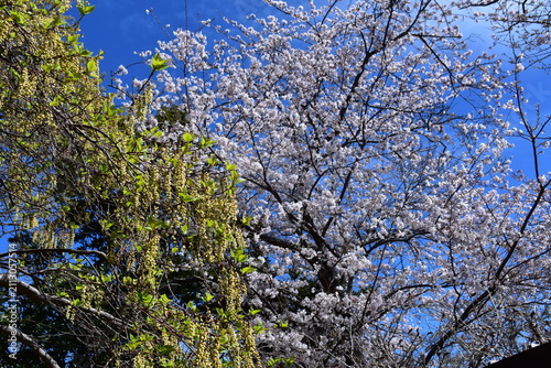 Obraz na płótnie 神奈川県 二宮町の吾妻山公園（花と富士山の景観）