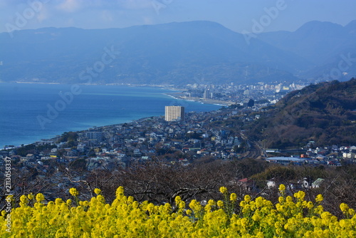 Obraz na płótnie 神奈川県 二宮町の吾妻山公園（花と富士山の景観）
