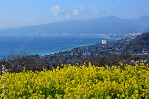 Obraz na płótnie 神奈川県 二宮町の吾妻山公園（花と富士山の景観）