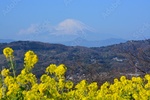 Obraz na płótnie 神奈川県 二宮町の吾妻山公園（花と富士山の景観）