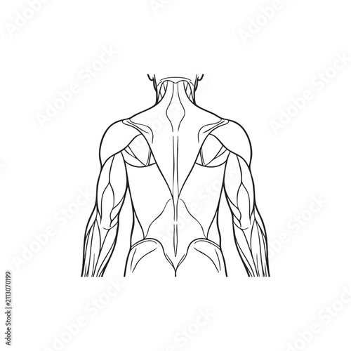 Detailed anatomical line drawing of human back muscles, showcasing the musculature of the upper body.
