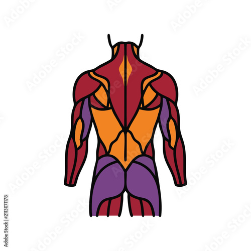 Colorful anatomical illustration of human back muscles showing different muscle groups.